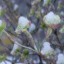 dogwood-winter-strikes