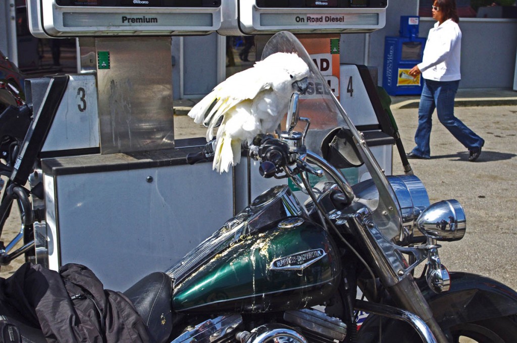 photo-parrot-rides-on-motorcycle