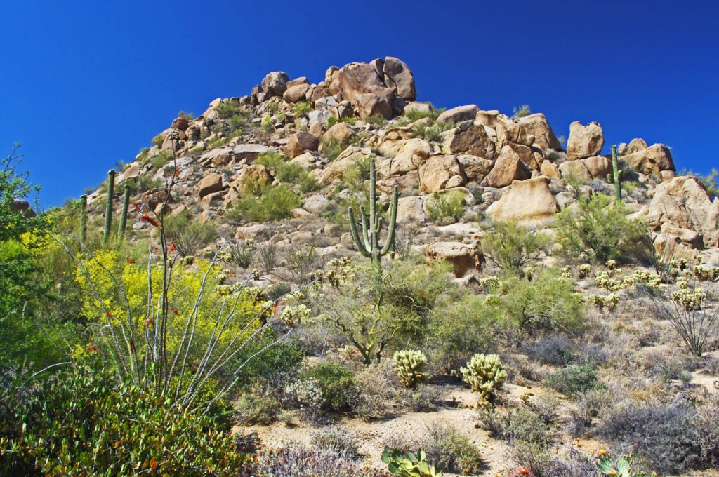 Motorcycle Rides in Arizona: Sedona, Scottsdale area - Spines, thorns, prickles, barbs