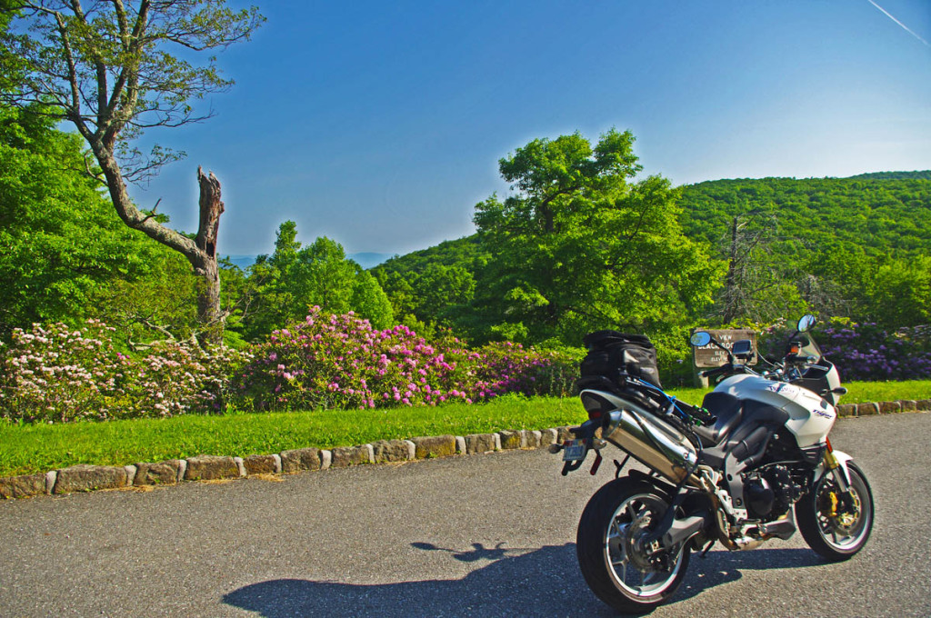 photo - Virginia blooms on the Blue Ridge Parkway